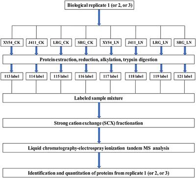 Comparative Proteomic Analysis Provides New Insights Into Low Nitrogen-Promoted Primary Root Growth in Hexaploid Wheat